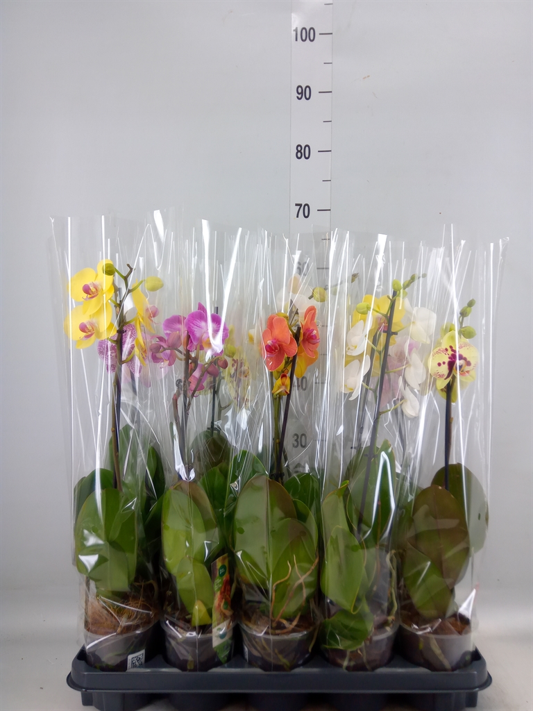 Горшечные цветы и растения оптом Phalaenopsis   ...mix от 10шт'' из Голландии с доставкой по России