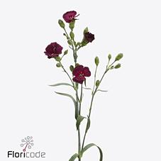 Срезанные цветы оптом Dianthus sp solomio dua от 60шт из Голландии с доставкой по России
