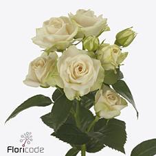 Срезанные цветы оптом Rosa spray whitney от 50шт из Голландии с доставкой по России