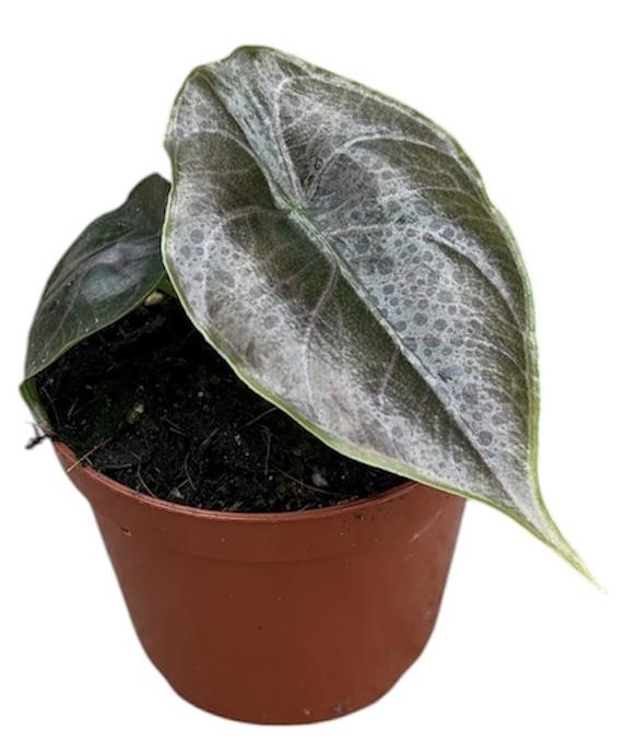 Горшечные цветы и растения оптом Alocasia Azlanii от 1шт (для телеги) из Голландии с доставкой по России