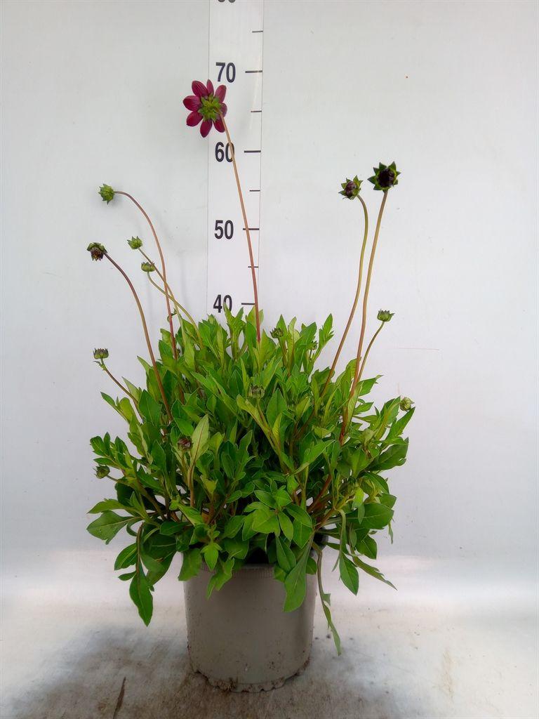 Горшечные цветы и растения оптом Cosmos Atrosang. от 1шт из Голландии с доставкой по России