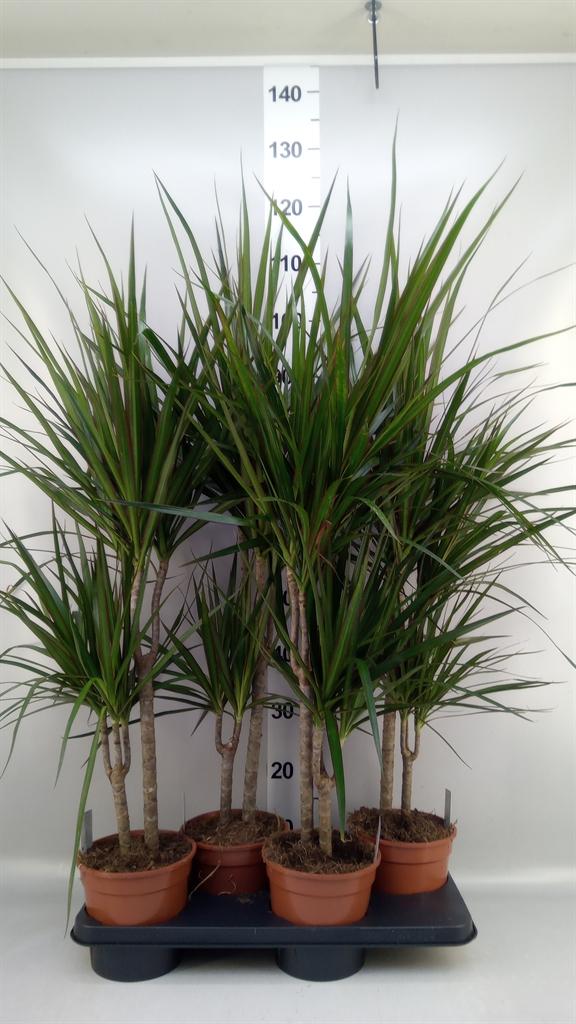 Горшечные цветы и растения оптом Dracaena Marg. от 4шт из Голландии с доставкой по России
