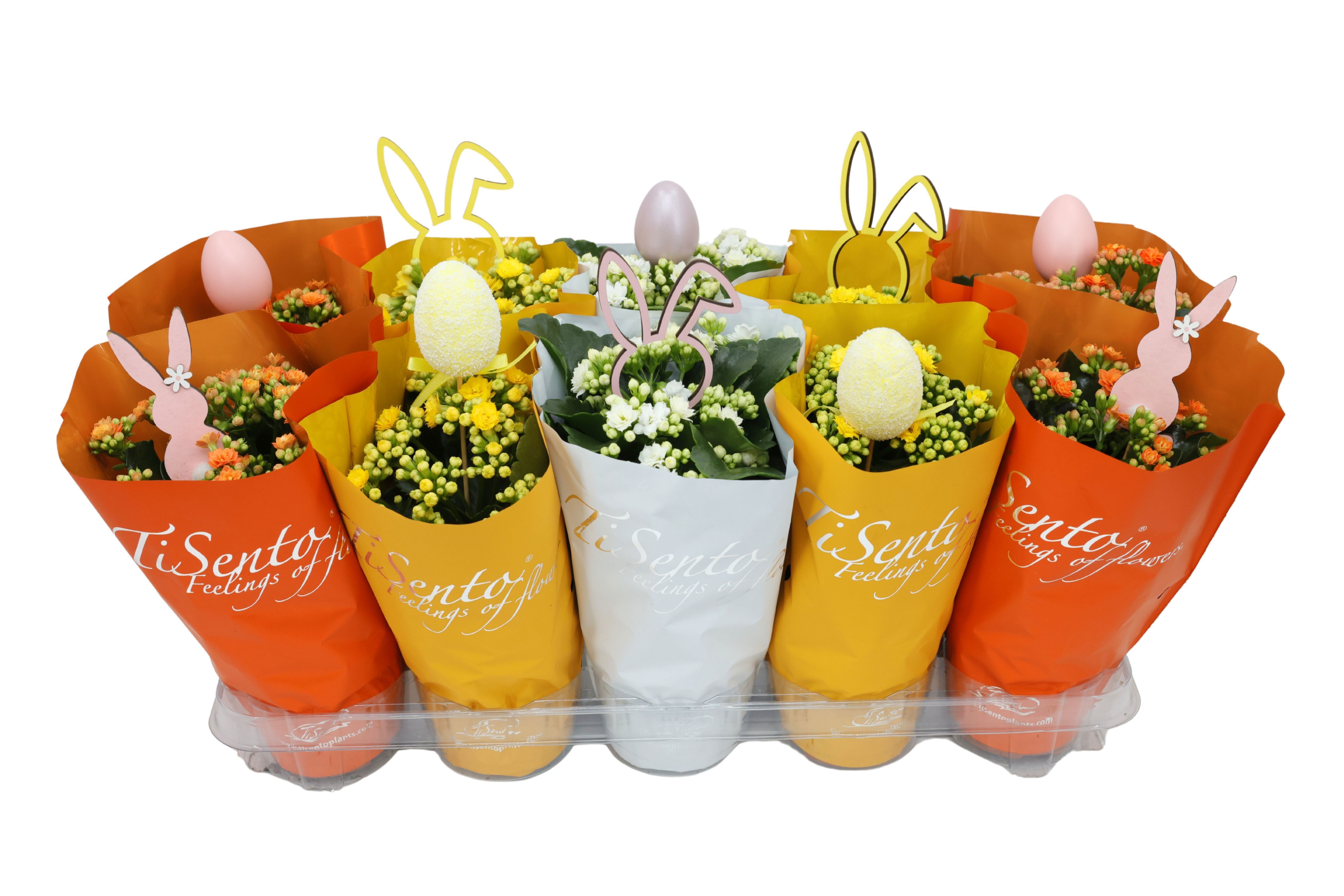 Горшечные цветы и растения оптом Kal Ge Gem 3 Kl от 10шт из Голландии с доставкой по России