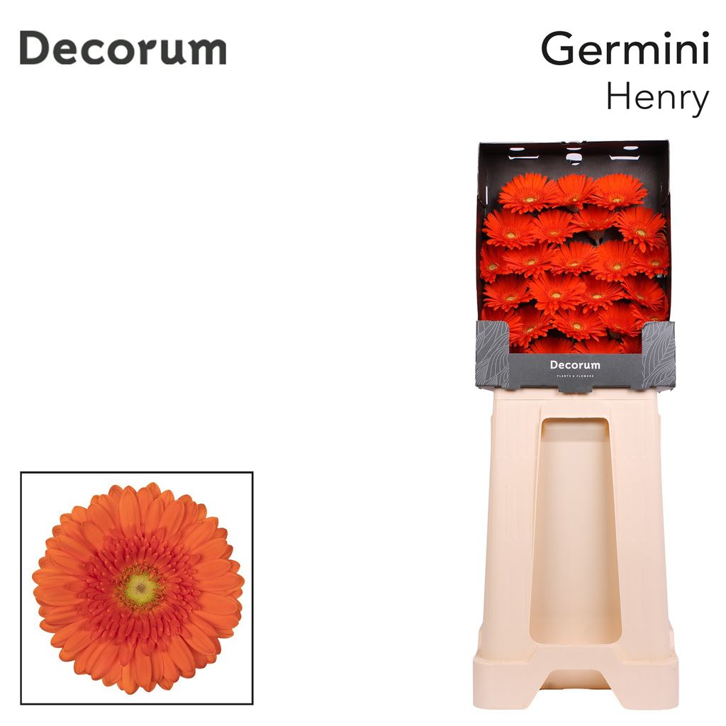 Срезанные цветы оптом Germini diamond henry от 75шт из Голландии с доставкой по России