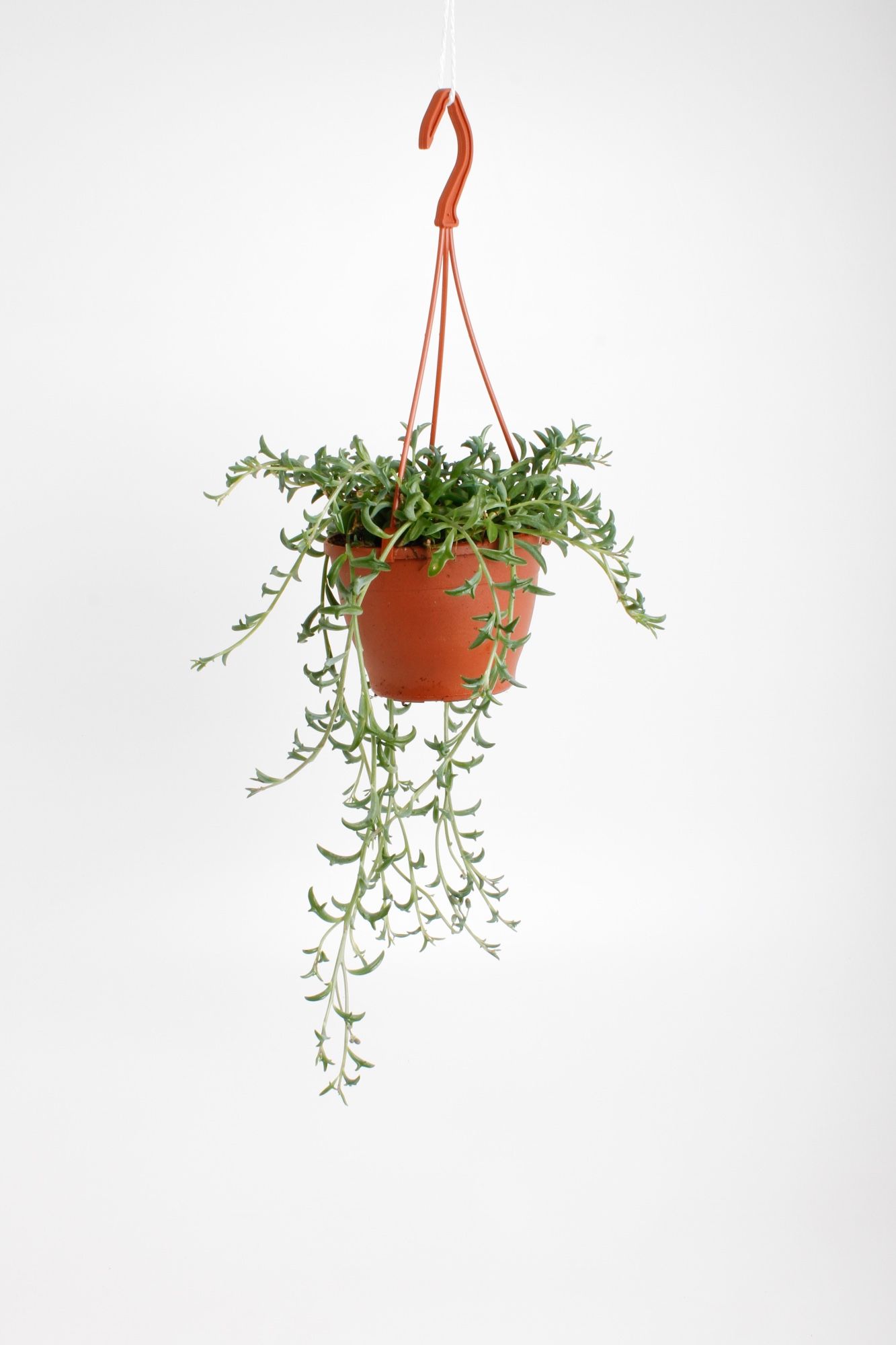 Горшечные цветы и растения оптом Senecio Dolphins Hangpot от 6шт из Голландии с доставкой по России