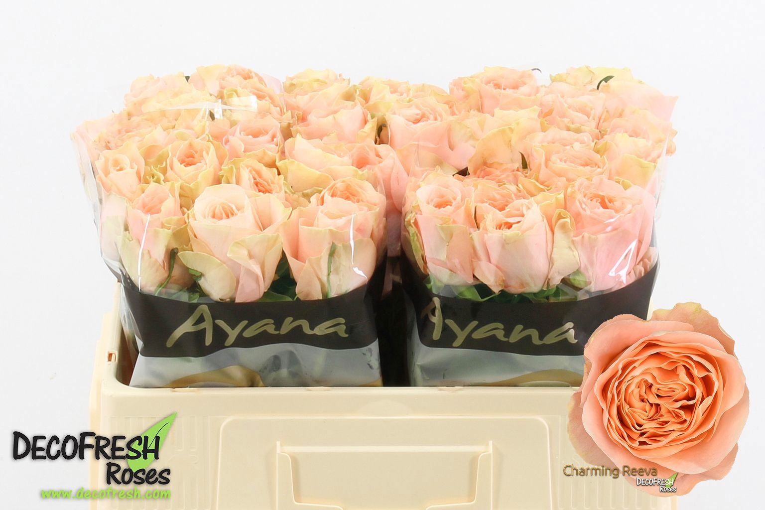 Срезанные цветы оптом Rosa large charming reeva от 40шт. из Голландии с доставкой по России