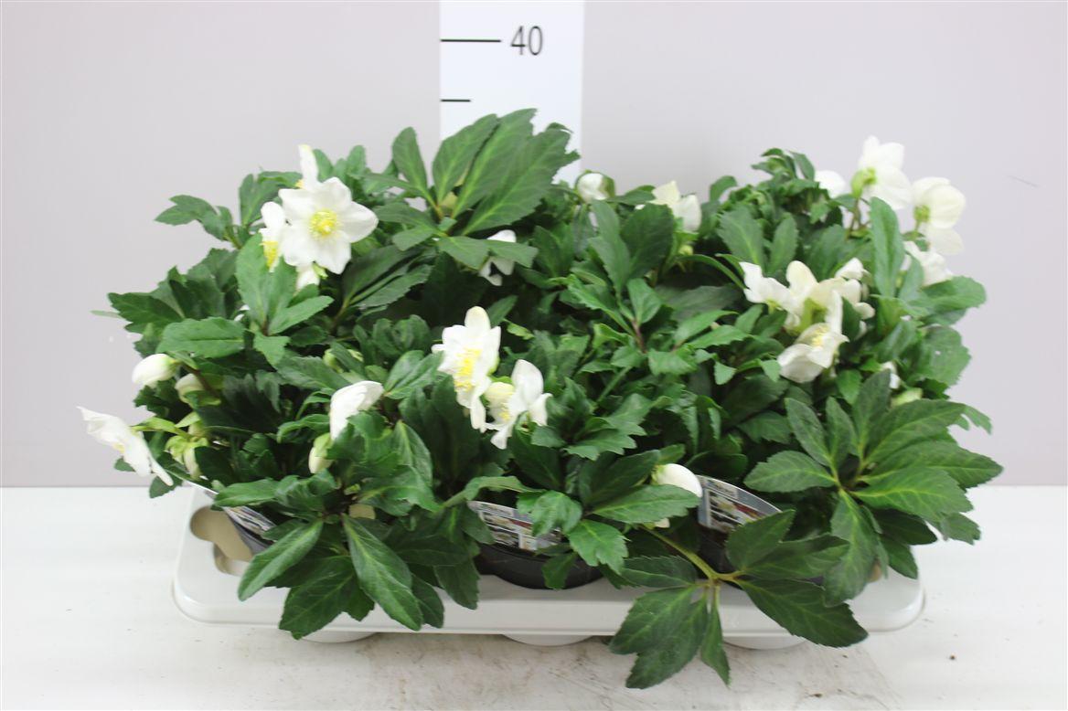 Горшечные цветы и растения оптом Helleborus Ni Viv Viktor 50+ от 6шт из Голландии с доставкой по России