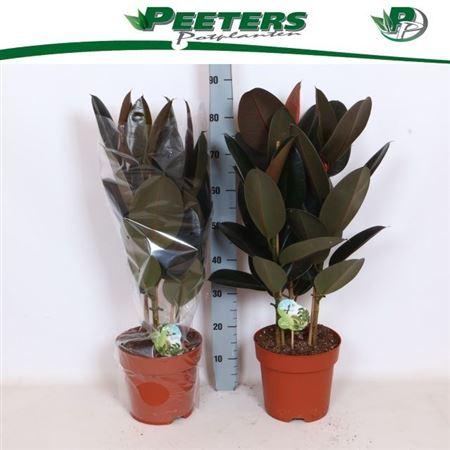 Горшечные цветы и растения оптом Fic El Abidjan 3 Stekken Toef от 1шт из Голландии с доставкой по России