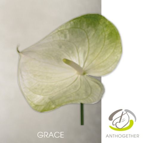 Срезанные цветы оптом Anthurium grace от 15шт из Голландии с доставкой по России