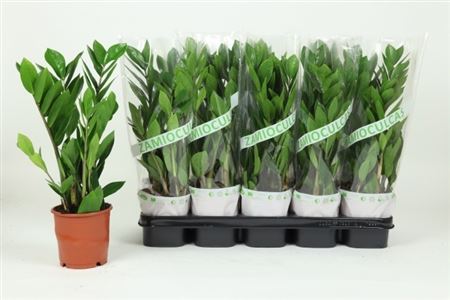 Горшечные цветы и растения оптом Zamioculcas 3+ от 10шт из Голландии с доставкой по России Горшечные цветы и растения оптом Zamioculcas 3+ от 10шт из Голландии с доставкой по России