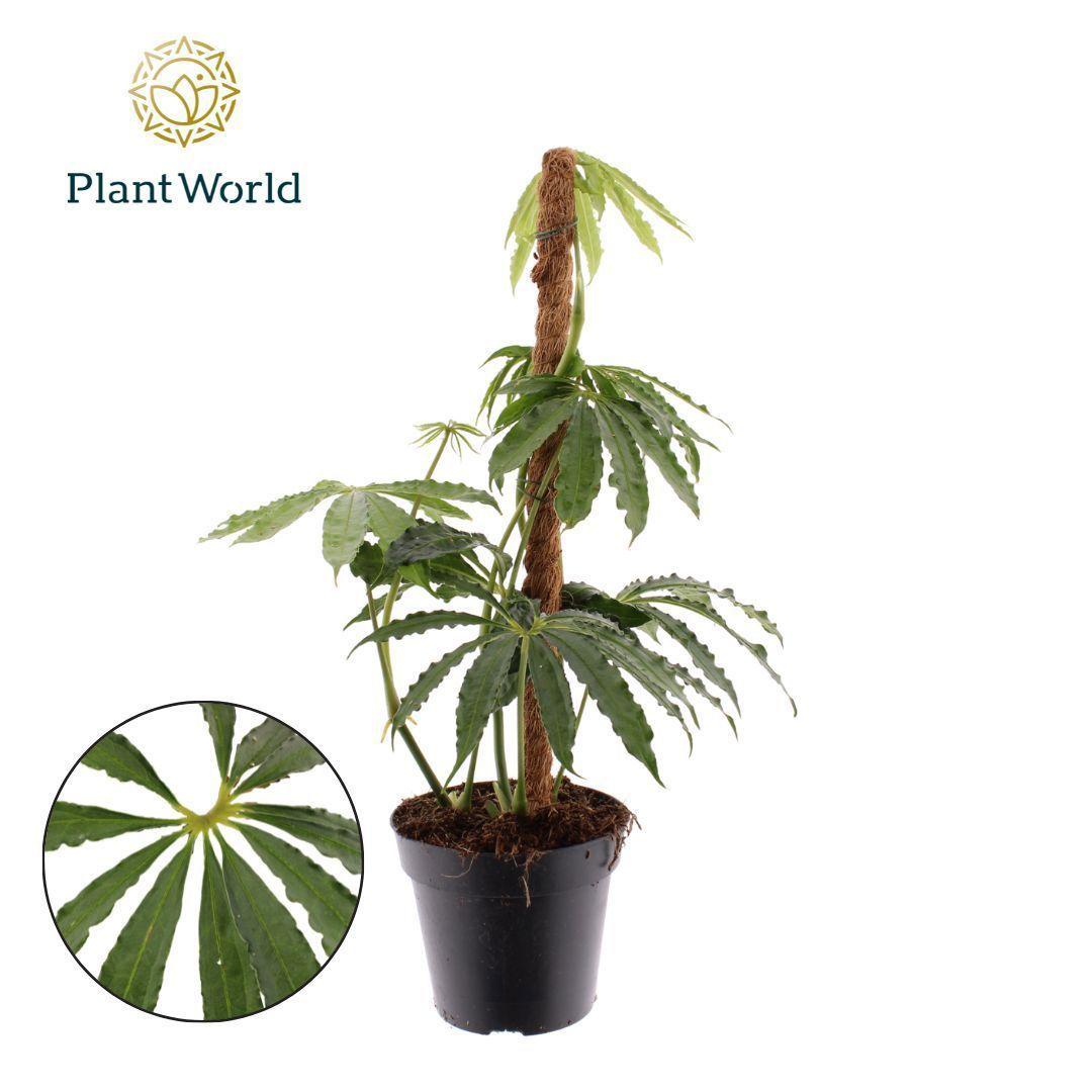 Горшечные цветы и растения оптом Anthurium Polyschistum Mosstok от 10шт из Голландии с доставкой по России