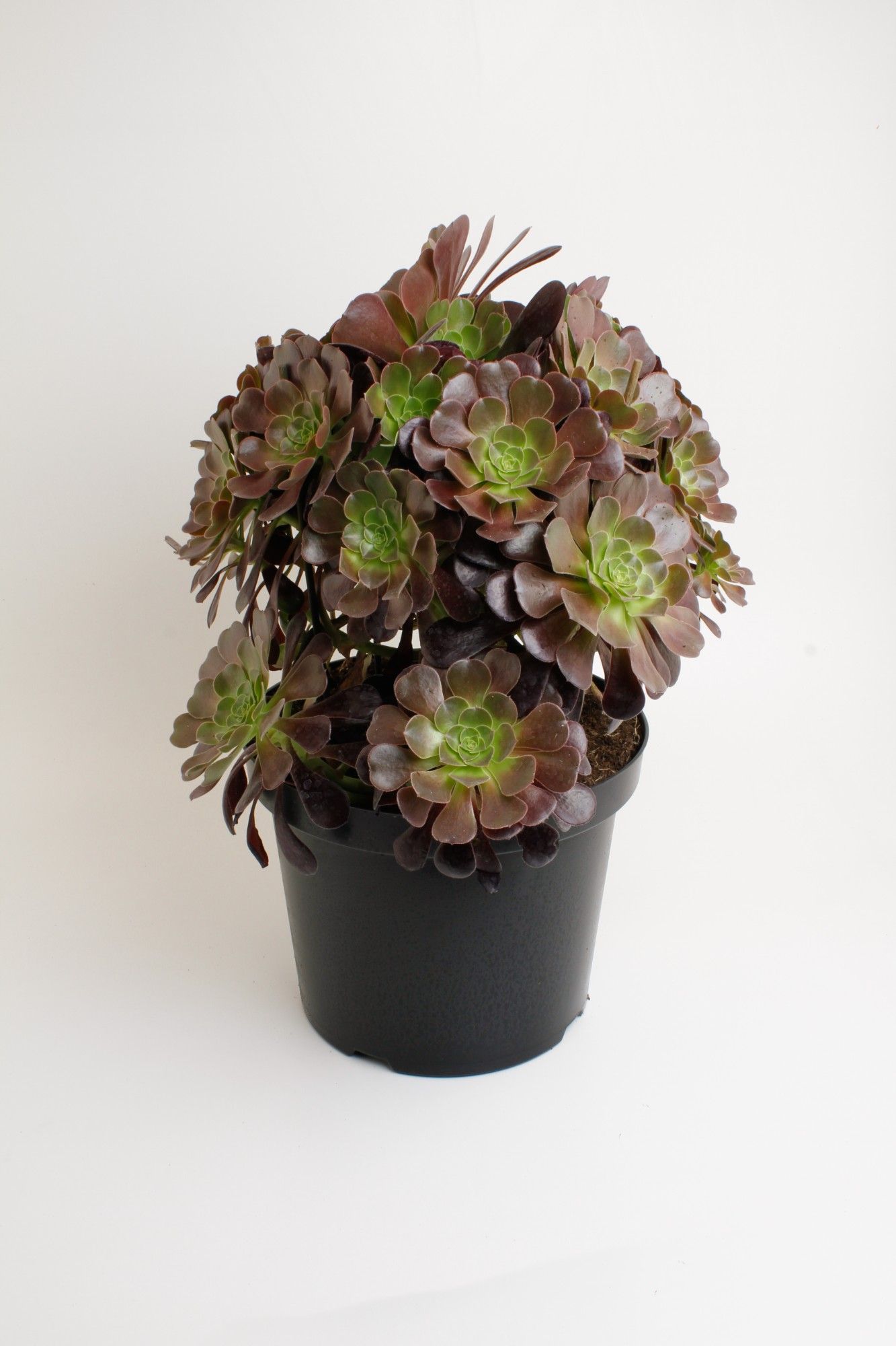 Горшечные цветы и растения оптом Aeonium Ab Velours от 2шт из Голландии с доставкой по России