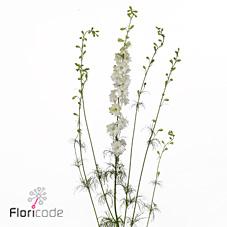 Срезанные цветы оптом Delphinium la qis white (consolida) от 100шт из Голландии с доставкой по России