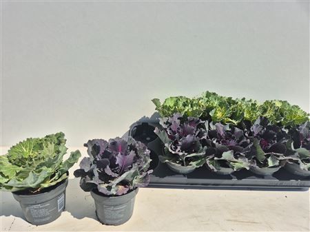 Горшечные цветы и растения оптом Brassica (sierkool) от 10шт из Голландии с доставкой по России