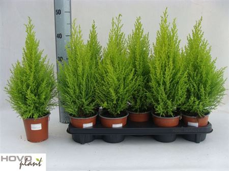 Горшечные цветы и растения оптом Cupr Ma Goldc Wilma от 9шт из Голландии с доставкой по России