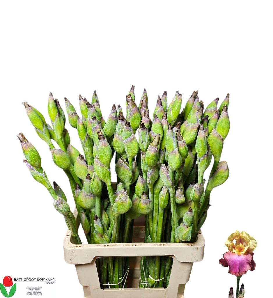 Срезанные цветы оптом Iris germanica pink от 50шт из Голландии с доставкой по России