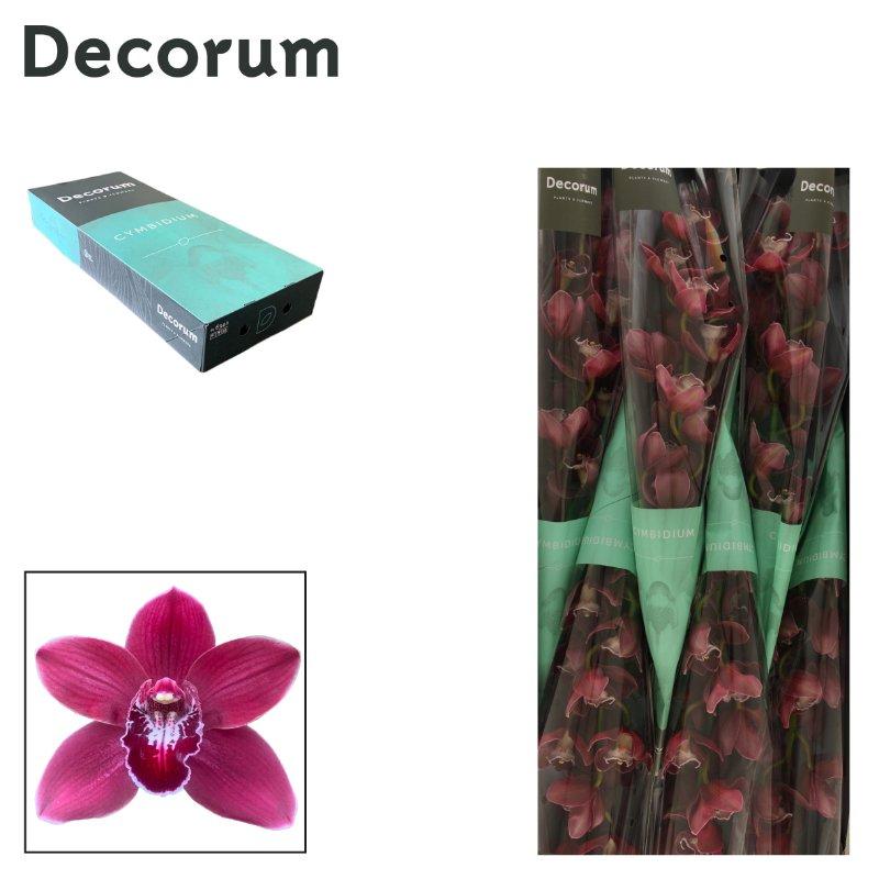 Срезанные цветы оптом Cymbidium red hades от 9шт из Голландии с доставкой по России