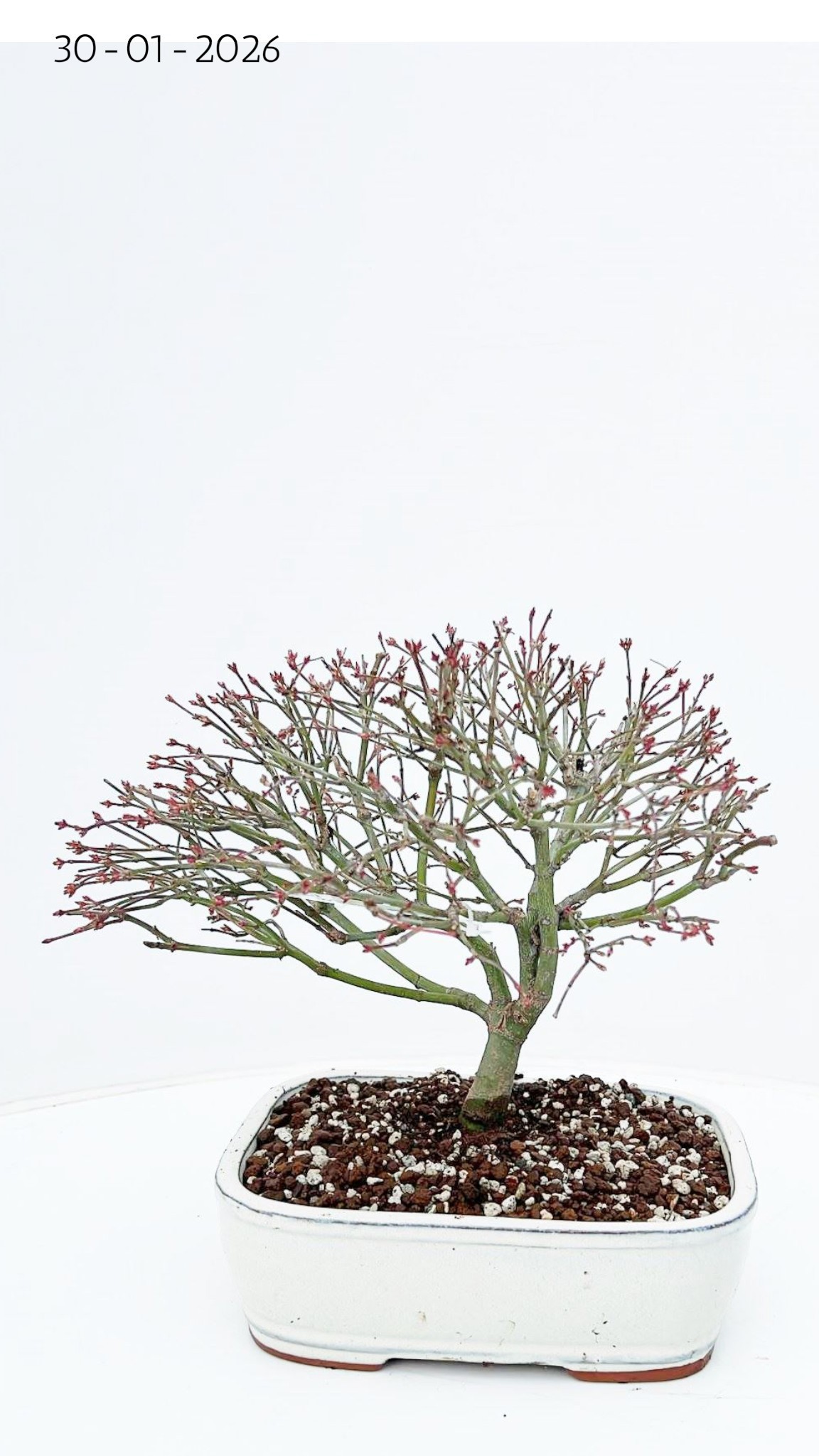 Горшечные цветы и растения оптом Acer Palmatum Kiyohime, Pot 22cm. от 2шт из Голландии с доставкой по России