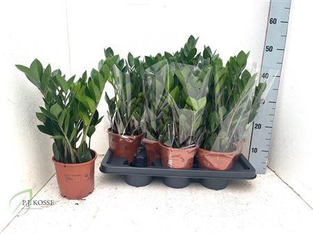 Горшечные цветы и растения оптом Zamio Zamiifolia 4-5 от 7шт из Голландии с доставкой по России