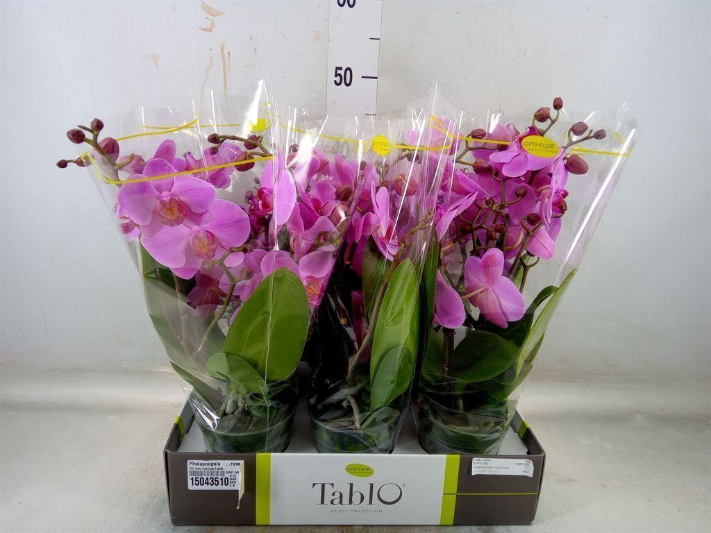 Горшечные цветы и растения оптом Phalaenopsis   ...rose от 6шт из Голландии с доставкой по России