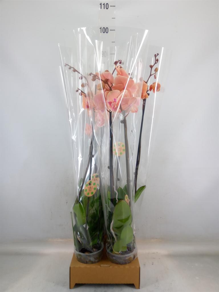 Горшечные цветы и растения оптом Phalaenopsis   ... от 4шт из Голландии с доставкой по России
