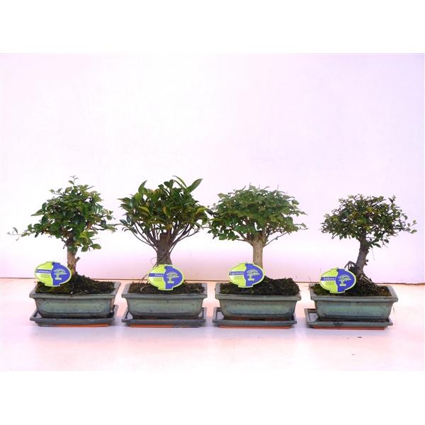 Горшечные цветы и растения оптом Bonsai Mix Broom With Drip Tray от 6шт из Голландии с доставкой по России