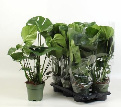 Горшечные цветы и растения оптом Monstera Deliciosa от 6шт из Голландии с доставкой по России