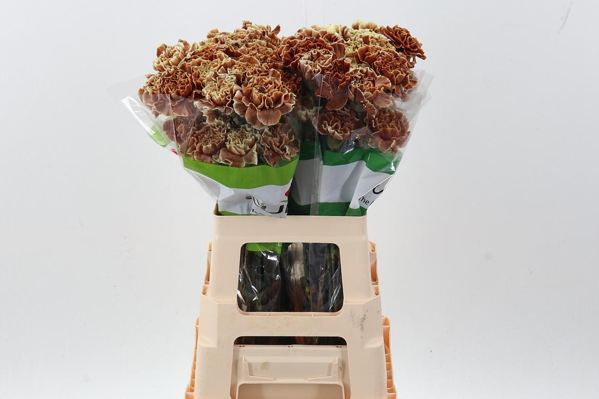 Срезанные цветы оптом Dianthus st paint tiramisu от 80шт из Голландии с доставкой по России