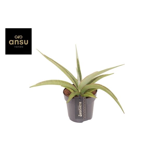 Горшечные цветы и растения оптом Sansevieria Comet Pastel Grey No. 2 от 10шт из Голландии с доставкой по России