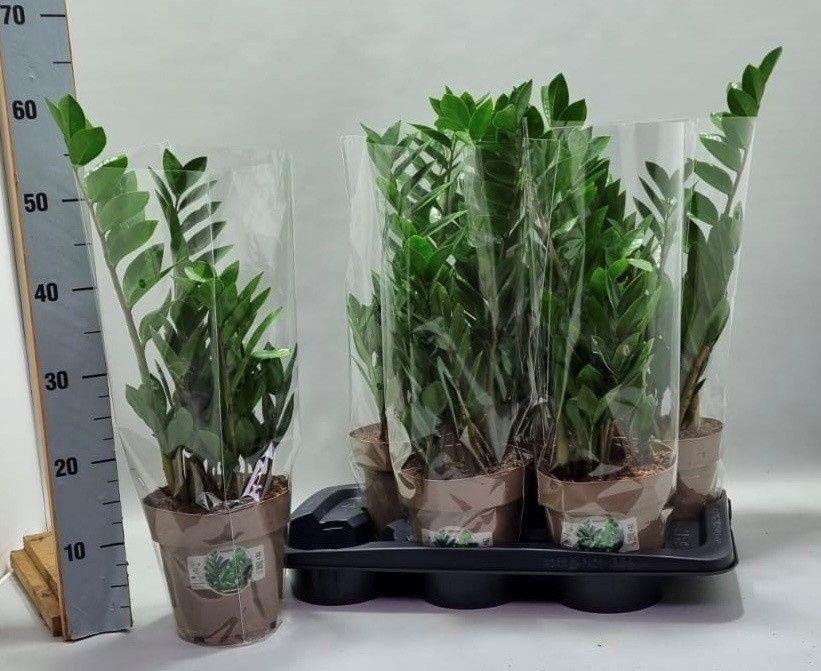 Горшечные цветы и растения оптом Zamio Zamiifolia от 6шт' из Голландии с доставкой по России
