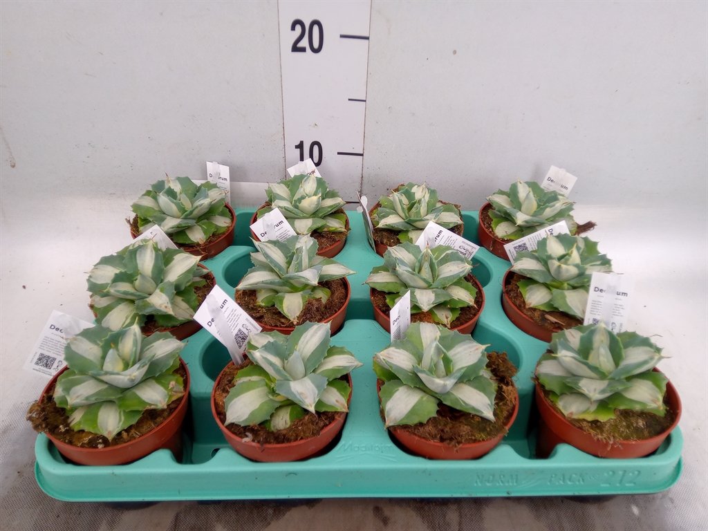 Горшечные цветы и растения оптом Agave   ... от 12шт (для телеги) из Голландии с доставкой по России