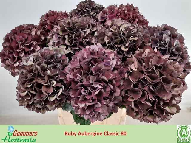 Срезанные цветы оптом Hydrangea mag ruby red classic purple от 10шт. из Голландии с доставкой по России