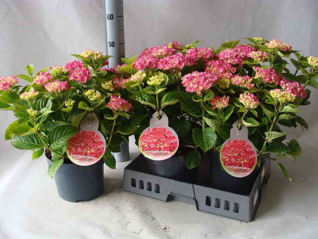 Горшечные цветы и растения оптом Hydrangea Mac.   ... от 3шт из Голландии с доставкой по России
