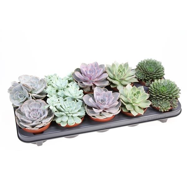 Горшечные цветы и растения оптом Echeveria Mix от 10шт из Голландии с доставкой по России