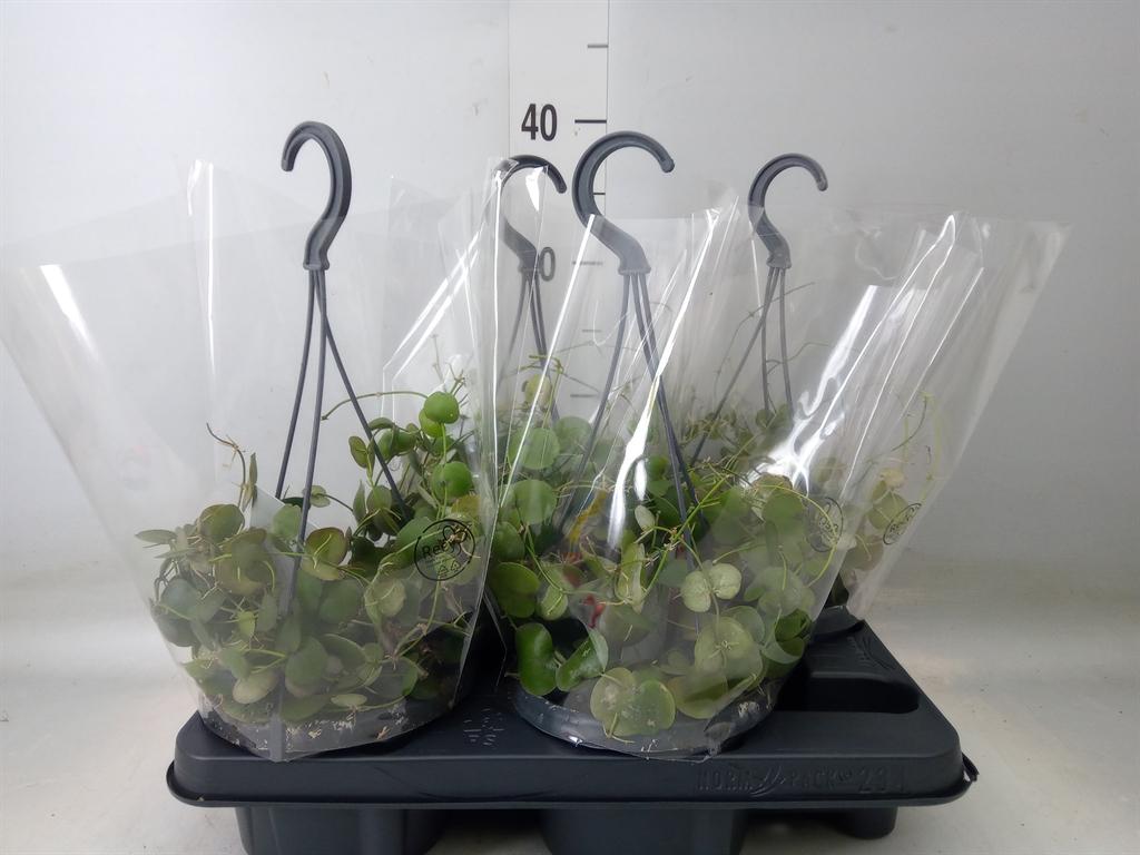 Горшечные цветы и растения оптом Dischidia Pectenoides от 4шт из Голландии с доставкой по России