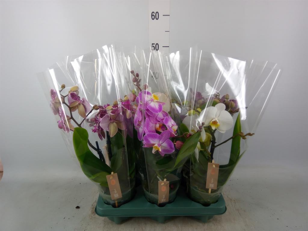 Горшечные цветы и растения оптом Phal 1st Spirit Mix от 6шт из Голландии с доставкой по России