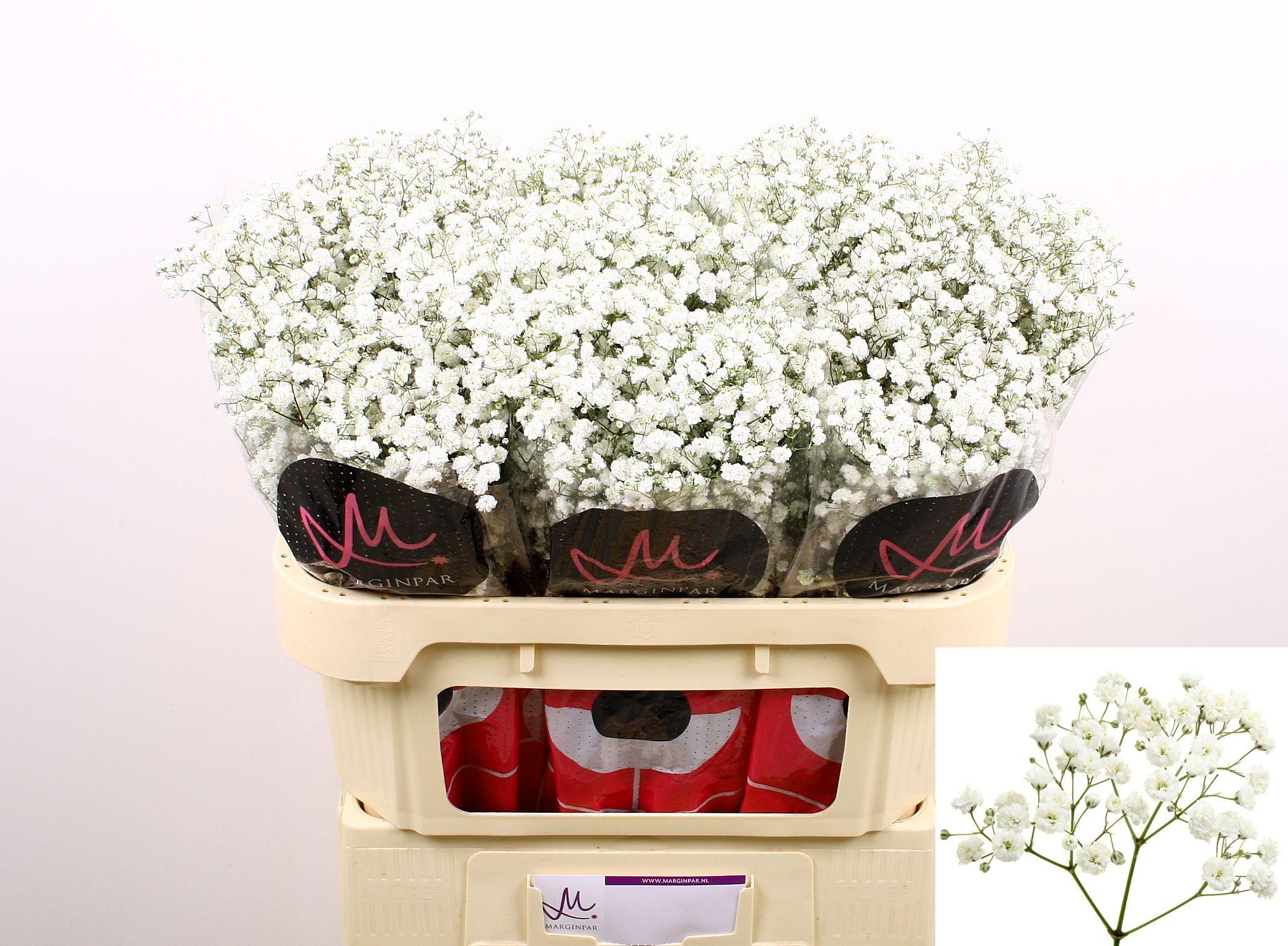 Срезанные цветы оптом Gyps xlence от 75шт из Голландии с доставкой по России Срезанные цветы оптом Gyps xlence от 75шт из Голландии с доставкой по России