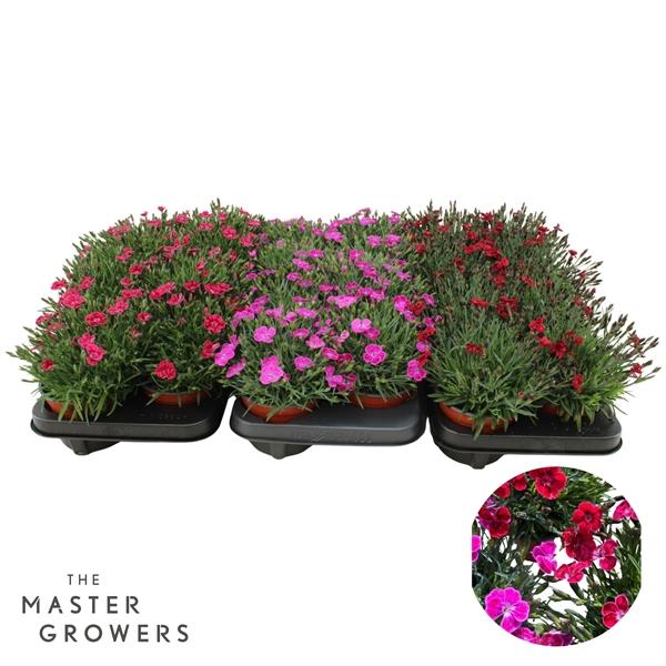Горшечные цветы и растения оптом Dianthus Pillow Mix от 8шт из Голландии с доставкой по России Горшечные цветы и растения оптом Dianthus Pillow Mix от 8шт из Голландии с доставкой по России
