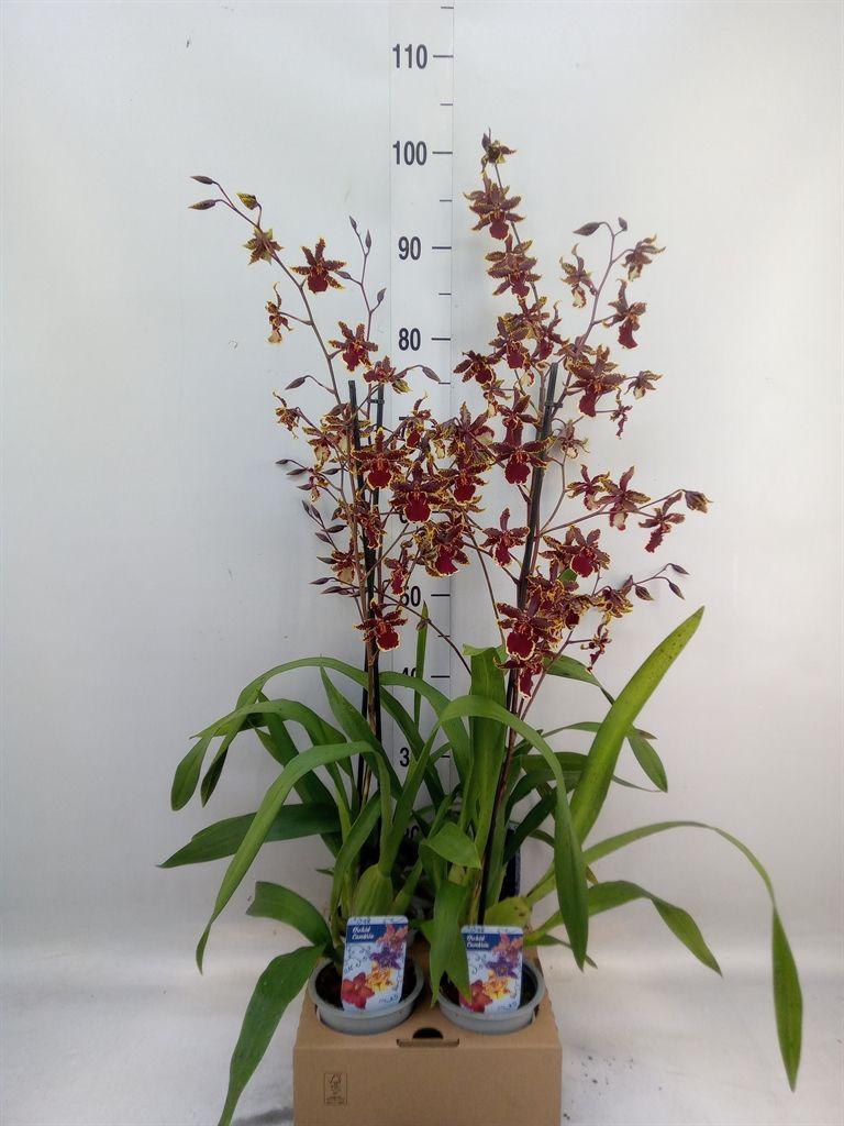 Горшечные цветы и растения оптом Orchideeen   ... от 4шт из Голландии с доставкой по России