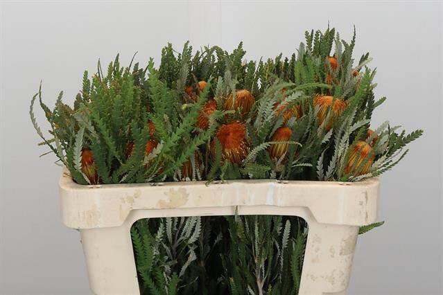 Срезанные цветы оптом Banksia dryandra formosa от 50шт из Голландии с доставкой по России