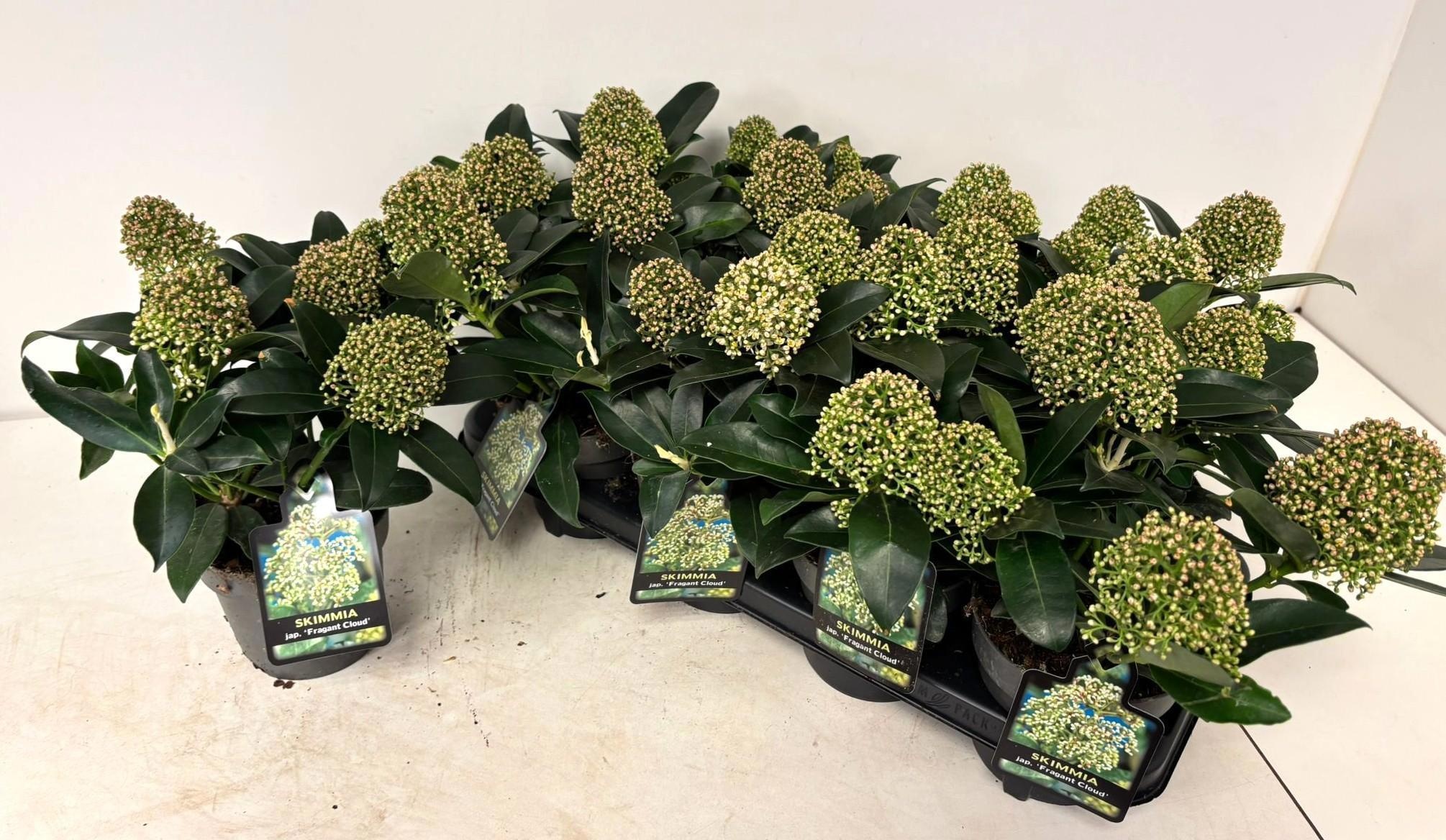 Горшечные цветы и растения оптом Skim J Frag Cloud от 8шт из Голландии с доставкой по России