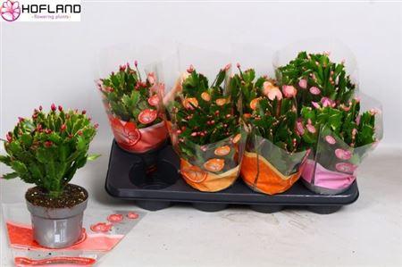 Горшечные цветы и растения оптом Schlumb Gem 3 Kl 50+ от 8шт из Голландии с доставкой по России