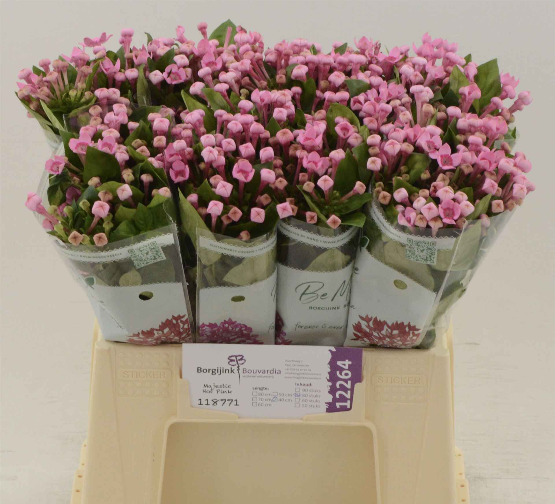Срезанные цветы оптом Bouvardia si majestic hot pink от 80шт из Голландии с доставкой по России