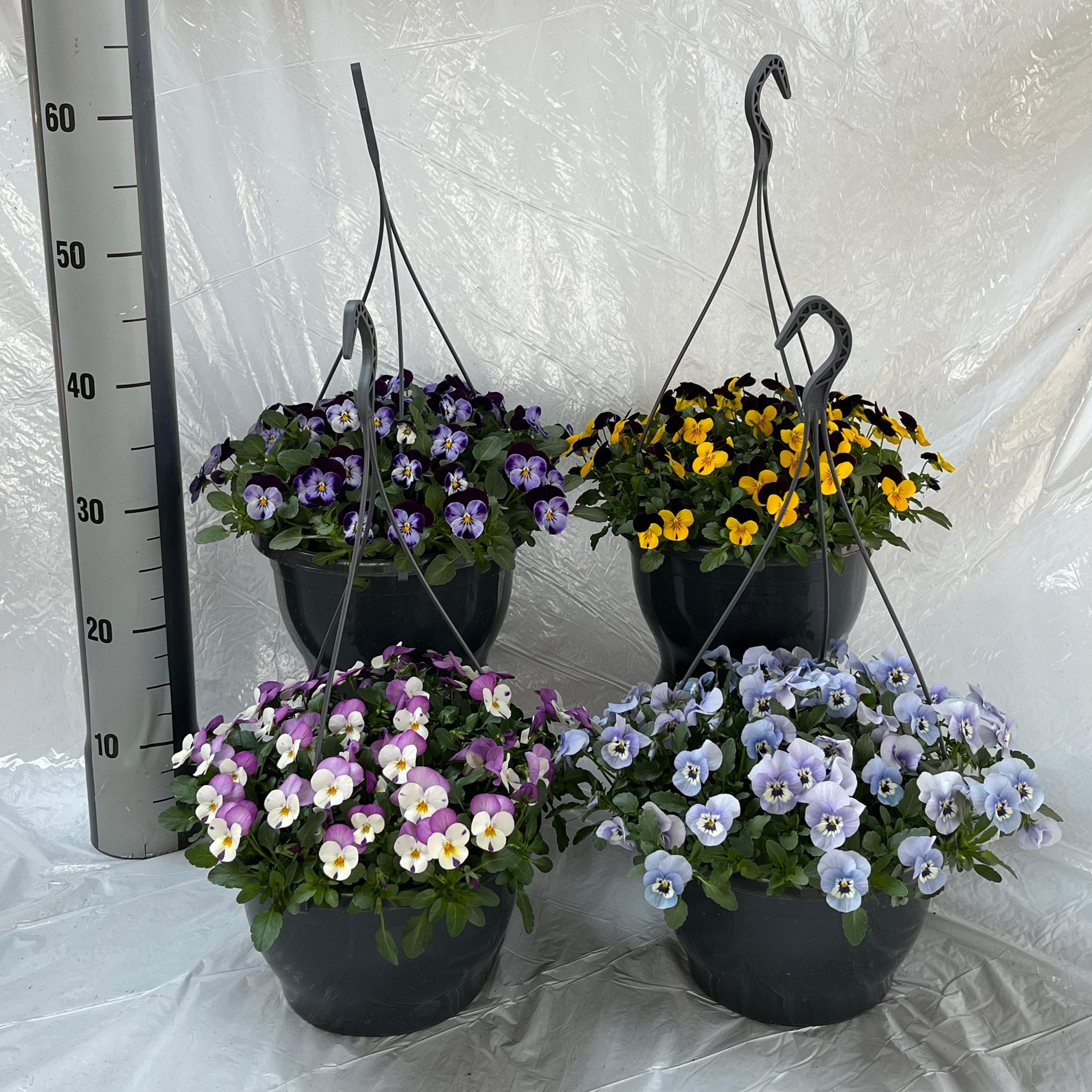 Горшечные цветы и растения оптом Vio Co Mixk от 1шт из Голландии с доставкой по России