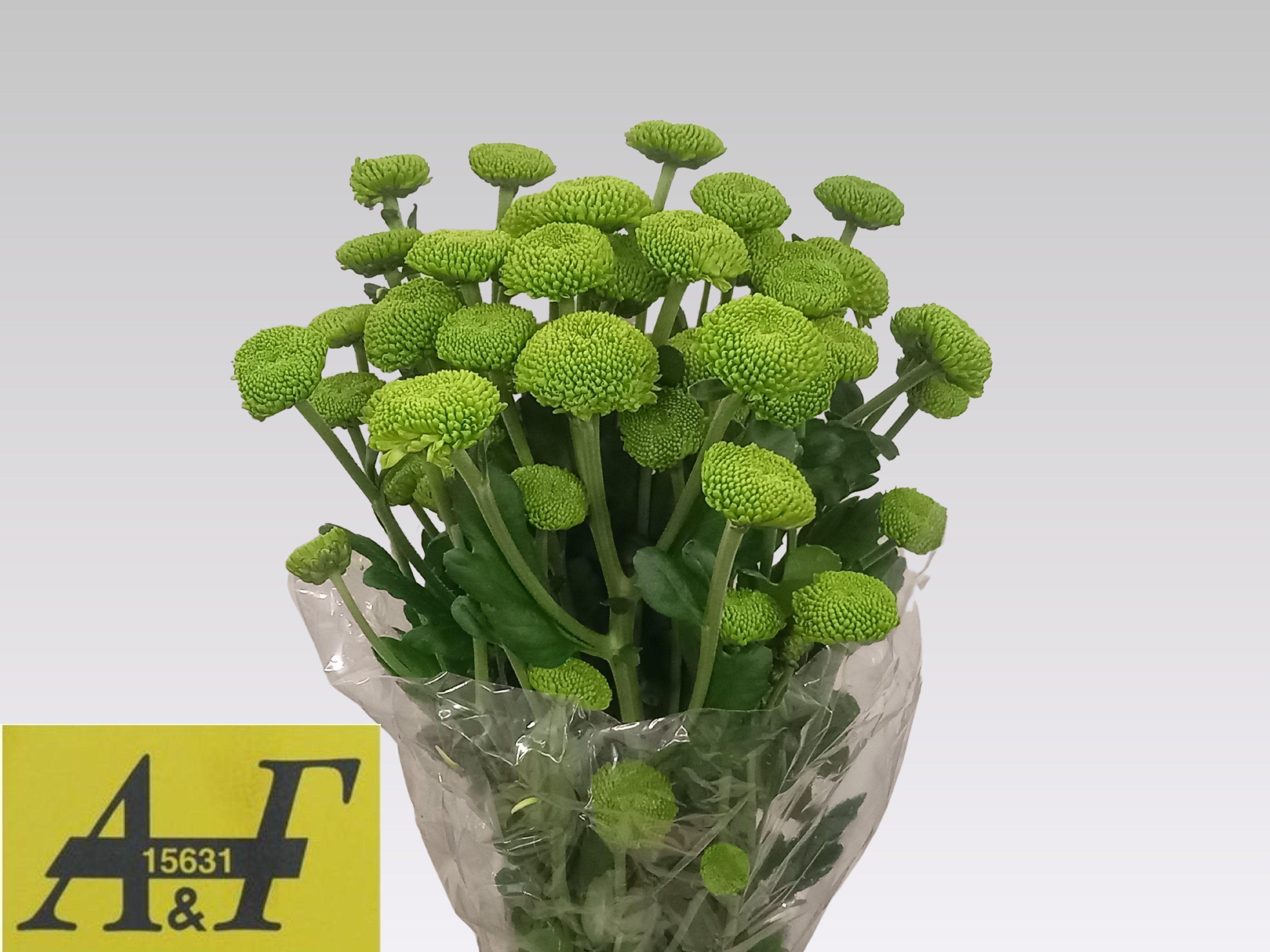 Срезанные цветы оптом Chrys sp feeling green dark A от 80шт из Голландии с доставкой по России