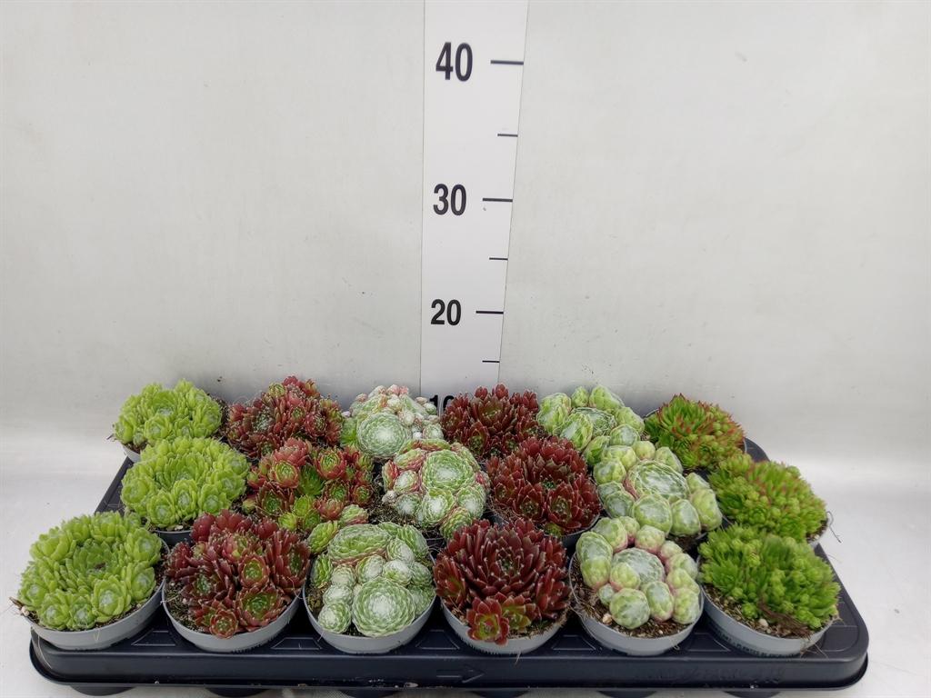 Горшечные цветы и растения оптом Sempervivum   ... от 18шт (для телеги) из Голландии с доставкой по России