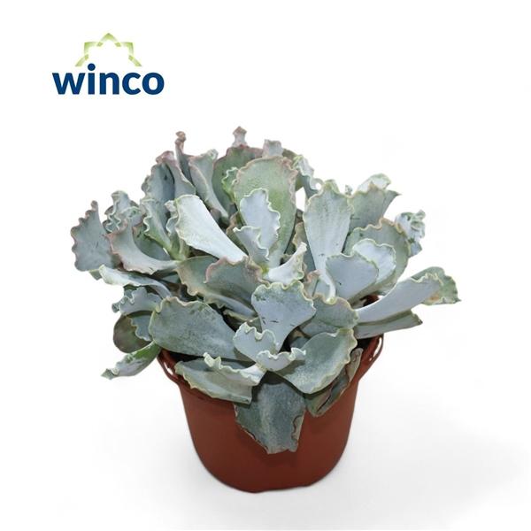 Горшечные цветы и растения оптом Cotyledon Undulata от 4шт из Голландии с доставкой по России