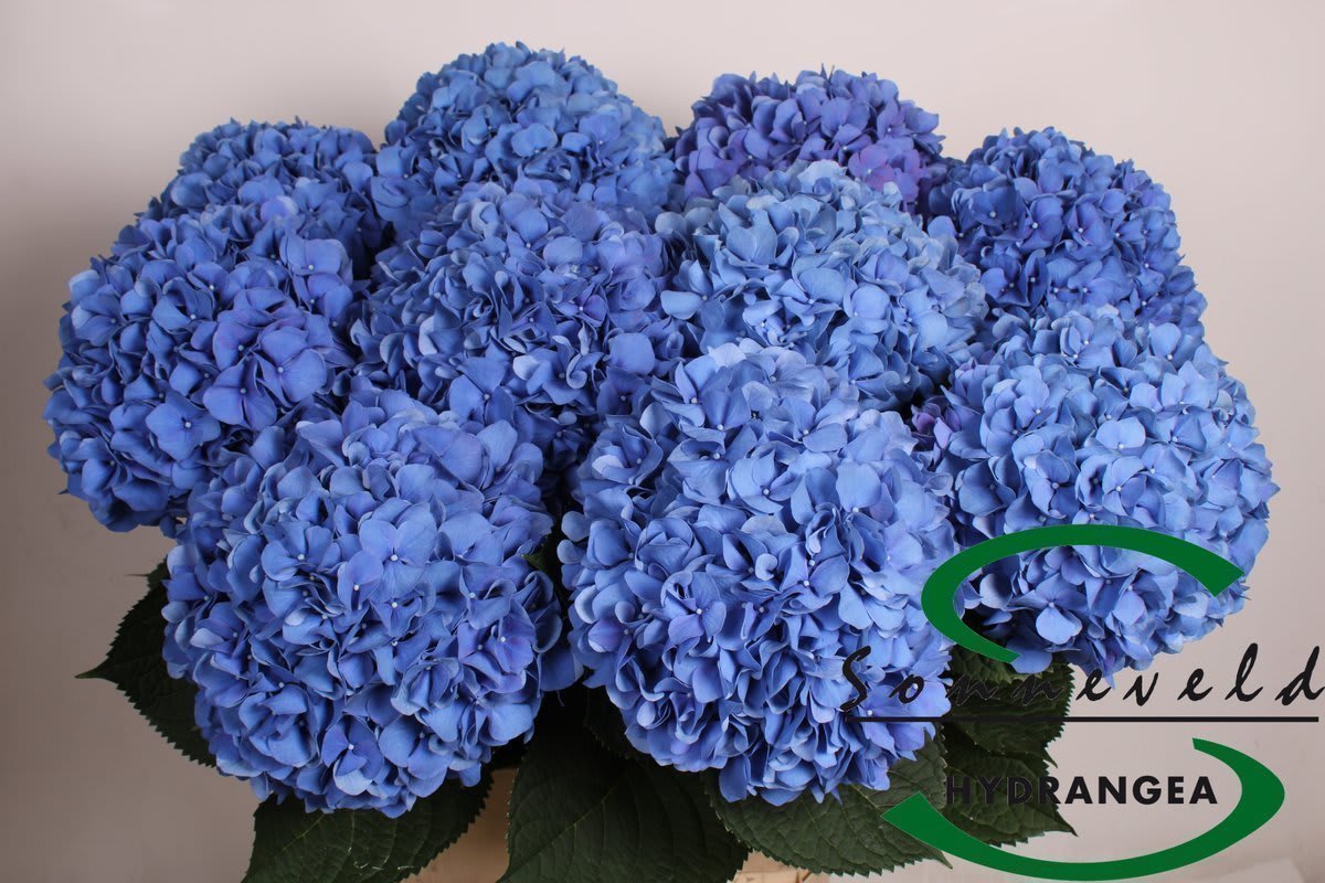 Срезанные цветы оптом Hydrangea pimpernel от 10шт из Голландии с доставкой по России
