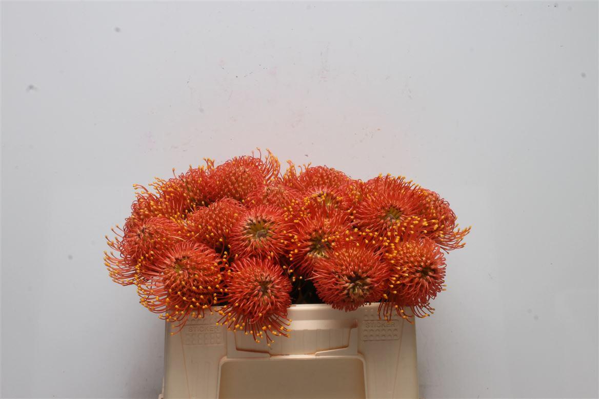 Срезанные цветы оптом Nutans gold dust от 20шт из Голландии с доставкой по России Срезанные цветы оптом Nutans gold dust от 20шт из Голландии с доставкой по России