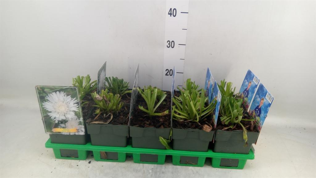 Горшечные цветы и растения оптом Stokesia Laevis от 10шт из Голландии с доставкой по России